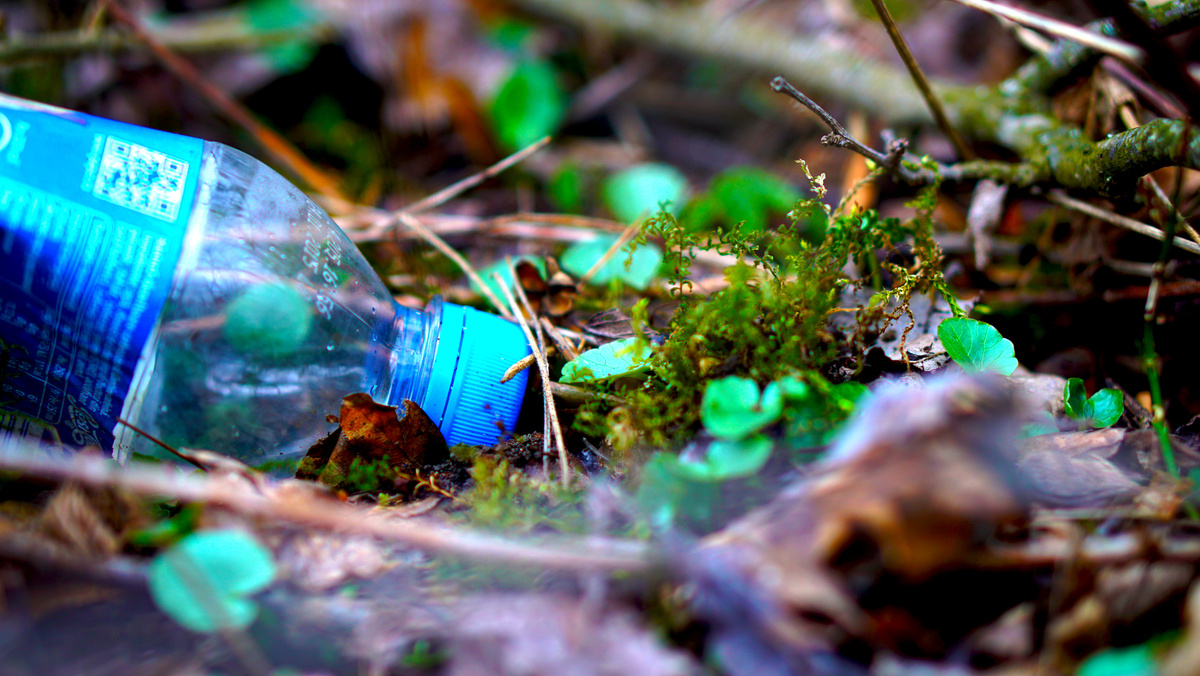 New forest litter
